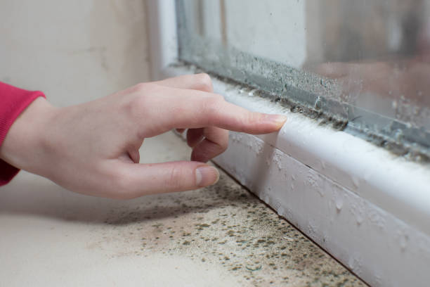 Best Black Mold Removal  in Manatee Road, FL