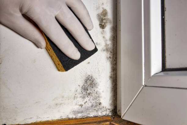 Best Commercial Mold Inspection  in Manatee Road, FL